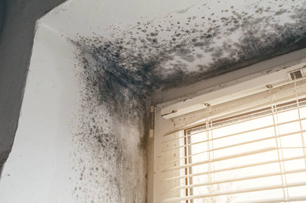 Affordable Mold Remediation solutions in North Middletown, NJ